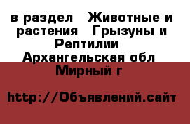  в раздел : Животные и растения » Грызуны и Рептилии . Архангельская обл.,Мирный г.